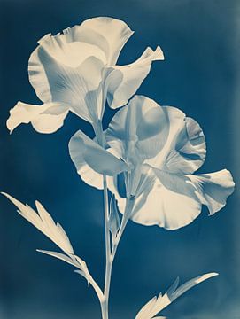 Vintage white flower against blue-black background - An artistic ode to American photography by Roger VDB