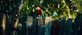 Colourful parrot on fence by Poster Art Shop