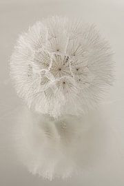 Rural ambience: A fluff ball reflects in watery surface by Marjolijn van den Berg