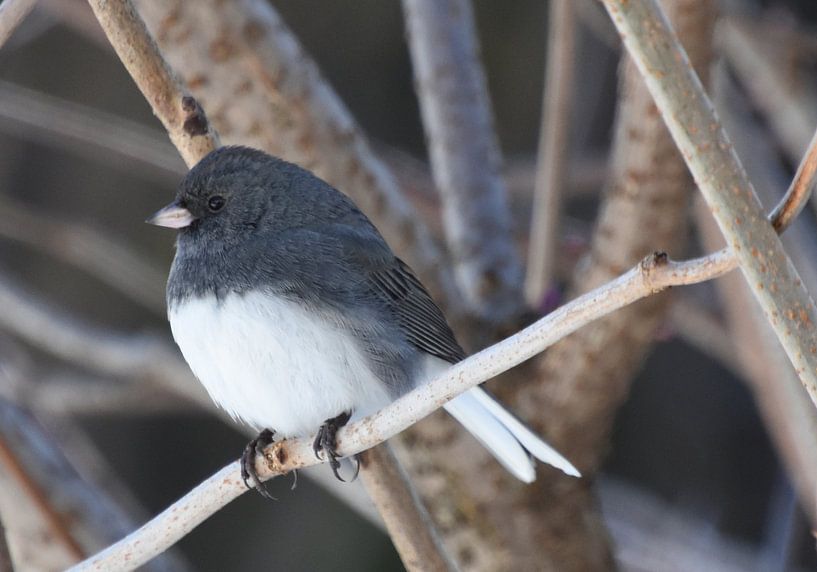 Een junco-vogel in de tuin van Claude Laprise