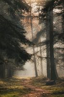 The misty misty forest