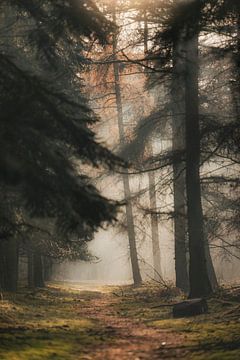Het mistige misterieuze bos van Slashley Photography