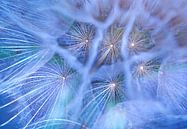 Little stars van Christl Deckx thumbnail