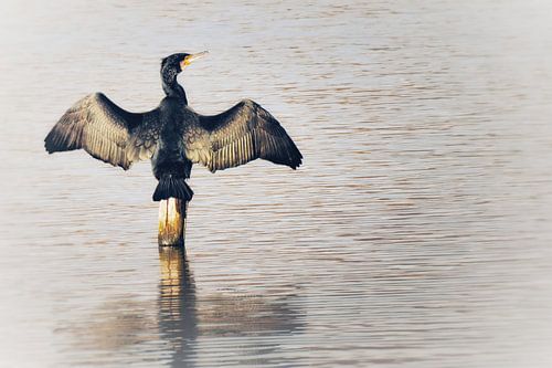 De aalscholver (heldere versie)