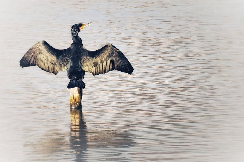 The cormorant (clear version) by Maickel Dedeken