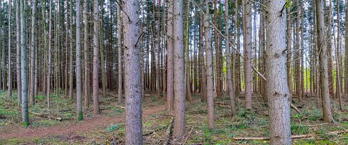 Bomen te Anna´s Hoeve in Hilversum