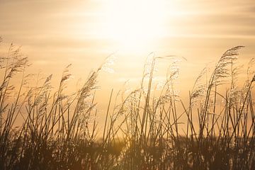 Riet in de Warme Gloed van de Ondergaande Zon | zonsondergang van Laura Dijkslag