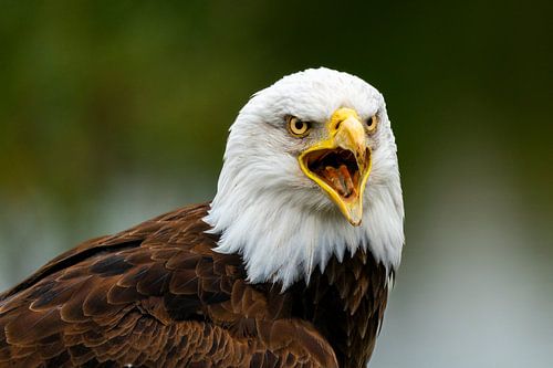 Portrait of american sea eagle