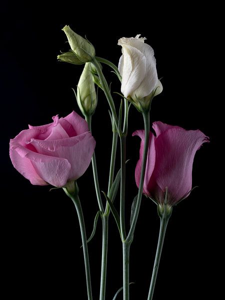 Roze en witte prairie gentianen op zwart van Carine Belzon