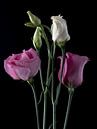 Roze en witte prairie gentianen op zwart van Carine Belzon thumbnail