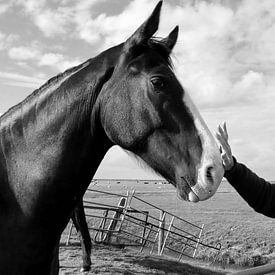 Het meisje en het paard. van Teun IJff