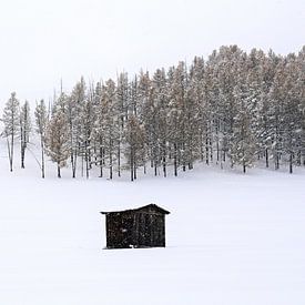 Tsenkher, Mongolie - VI sur Jarne Buttiens