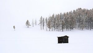 Tsenkher, Mongolei - VI