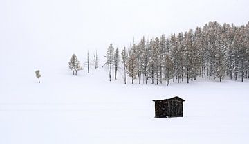 Tsenkher, Mongolei - V von Jarne Buttiens