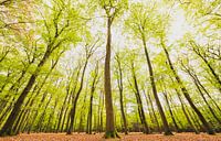 Beukenbos met groene bladeren aan de bomen van onderen van Sjoerd van der Wal Fotografie thumbnail