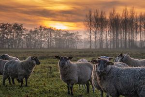 Moutons avec le soleil couchant