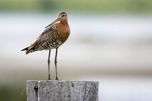 Black-tailed godwit in Dutch polders by Robbert De Reus