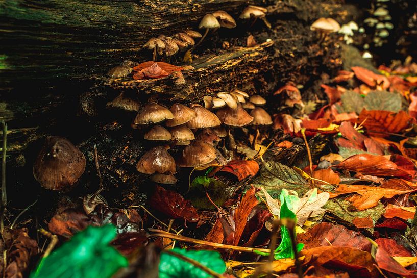 De kleuren van de herfst van Buis Photography