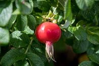 Rose-hip von Hans Tijssen Miniaturansicht