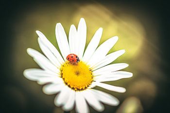 LadyBug
