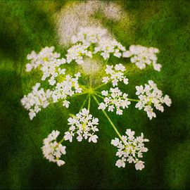 A wreath of cow parsley 1 – picturesque by Jaap Tanis