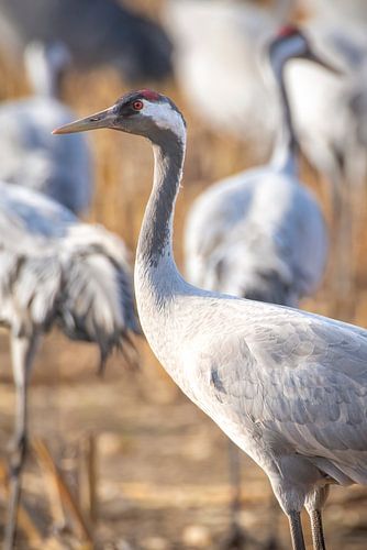 Kraanvogels rusten en eten in een veld tijdens de herfsttrek