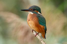 Eisvogel, Alcedo atthis