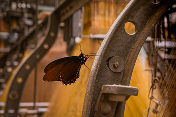 Papillon noir sur fer industriel, sur fond de fil jaune chaud – Battus polydamas