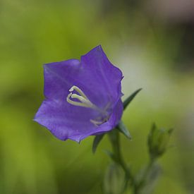 Fleur pourpre sur Roberto Zea Groenland-Vogels