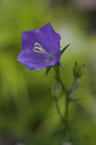 Paarse bloem