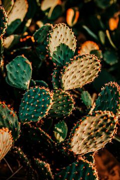 Cactusplanten in natuurlijk licht van Poster Art Shop