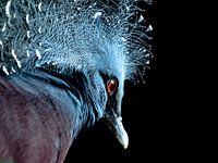 Red eye.