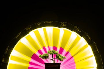 Bonsai with coloured fan of pink and yellow made of light. by Kasper van der Burgh