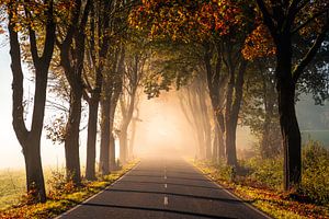Herbstliche Allee