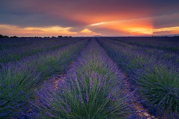 Coucher de soleil à la lavande sur Martijn Kort