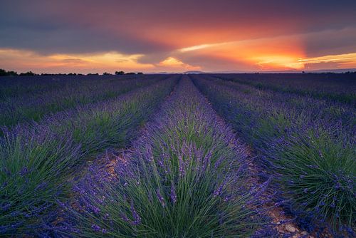 Lavendel zonsondergang