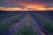 Lavendel zonsondergang van Martijn Kort