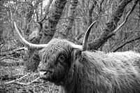 Scottish Highlander, looks ahead