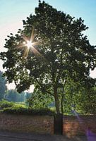 Geheimer Garten