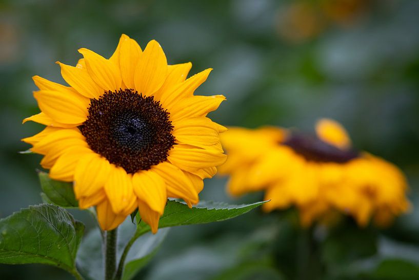 Sonnenblume auf dem Feld von Elly Damen