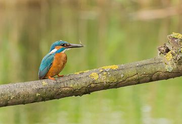 Ijsvogel / Common Kingfisher by Anna Stelloo