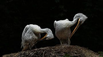 Synchroon poetsende kroeskop pelikaan. van Wouter Van der Zwan