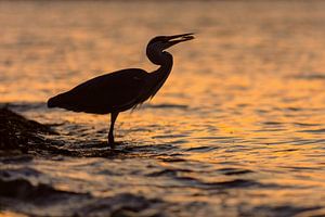 Blaureiher-Silhouette fängt Fisch bei Sonnenuntergang