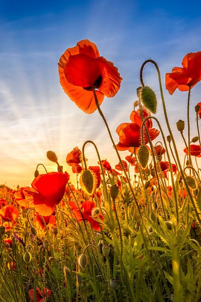 La fascination des coquelicots par Melanie Viola