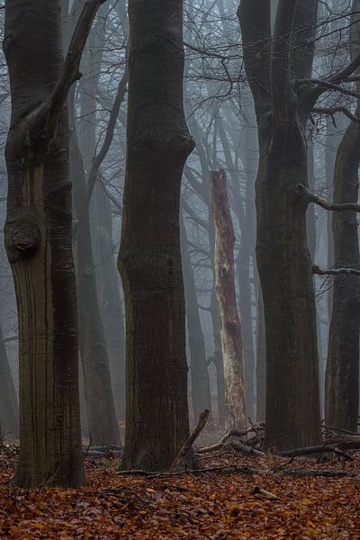 Framed by Moetwil en van Dijk - Fotografie