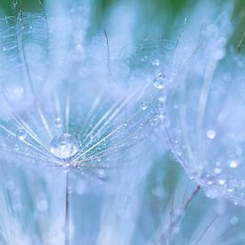 Macro de l'étoile du matin dépensée sur Mark Scheper