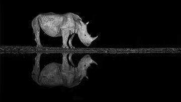 Neushoorn bij nacht van Joan Gil Raga
