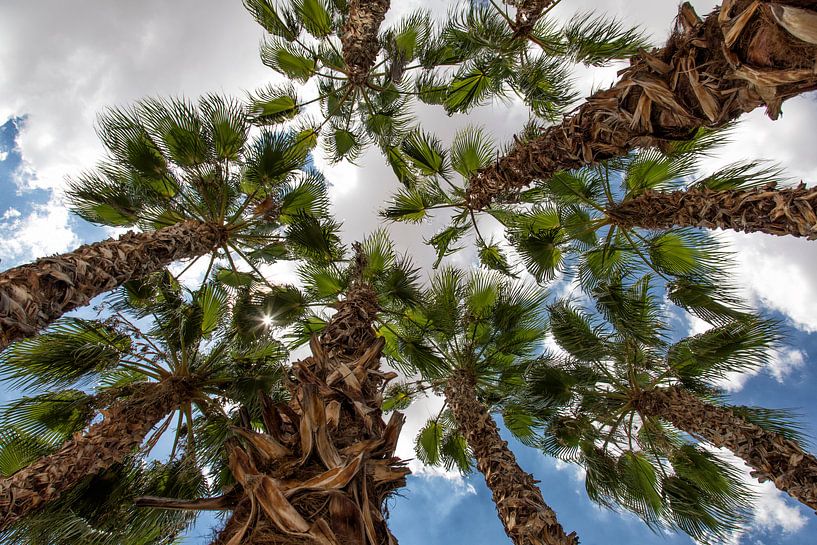 palmboom by Jan Pel