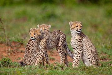 jonge cheeta's van Peter Michel