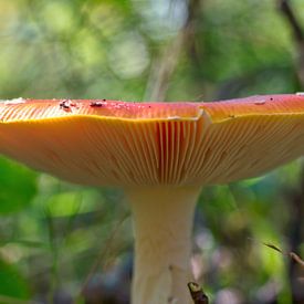 Rode paddenstoel onderkant vliegenzwam van Mariska de Jonge